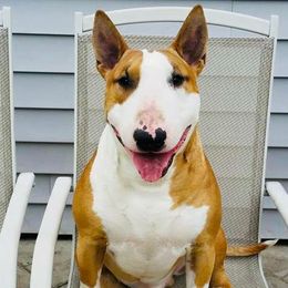 Miniature Bull Terriers from Annwn Mini Bulls