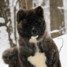 Stone - Akita