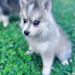 Girl 2 - female Pomsky puppy in Bolton, Connecticut from Elle Pomsky