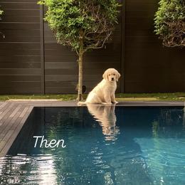 Golden Retriever Puppies from Dogwood Springs Golden Retrievers