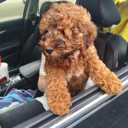 Cockapoo Puppies from Ouachita River Cockapoos