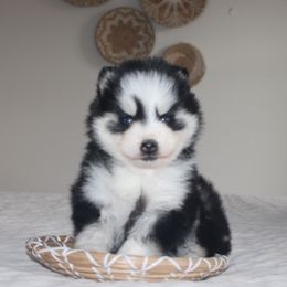 Kinsley MINI - Gray and white female Pomsky puppy in Apple Creek, Ohio from Kathryn Troyer