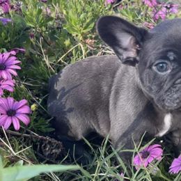 French Bulldogs from Sweetheart French Bulldogs