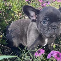 French Bulldogs from Sweetheart French Bulldogs