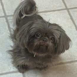 Fern - Shih Tzu