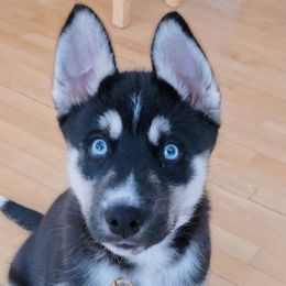 Siberian Huskies from Heather Martens