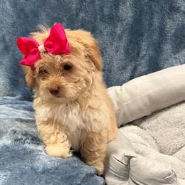 Lilly - Cream female Havapoo puppy in Tennessee Colony, Texas from Poodle an Doodles 3:16