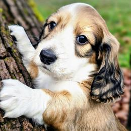 Journey - Cream male Dachshund puppy in Grants Pass, Oregon from Treasure Dachshunds