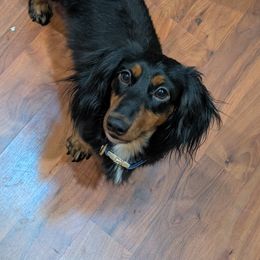 Buster - Dachshund