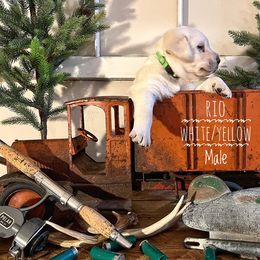 Labrador Retriever Puppies from EMCO Retrievers