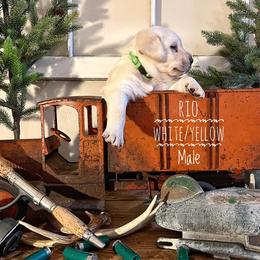 Labrador Retriever Puppies from EMCO Retrievers