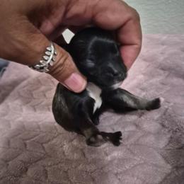 Salvador - Chocolate brindle male Havanese puppy in Richmond, Texas from Marcia Hamlet
