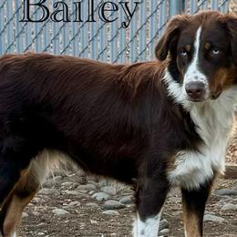 Bailey~ blue eyes /sale pricing - Red tri-color Australian Shepherd puppy in Ramona, California from Blue Moon Aussies