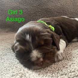 English Springer Spaniel Puppies from Picky’s Puppies
