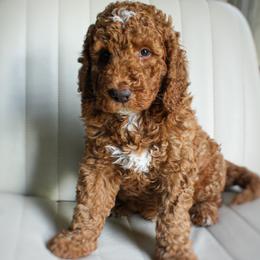 Earl - Red  male Goldendoodle puppy in San Antonio, Texas from Shelley Torres