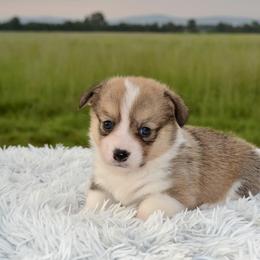 Pembroke Welsh Corgi Puppies from Half-Pint Corgis