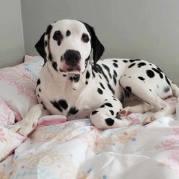 Dolly - Dalmatian