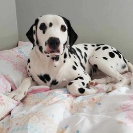 Dolly - Dalmatian