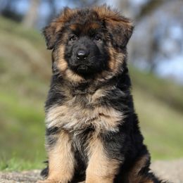Winter v.d. Baren - Black German Shepherd puppy in El Dorado, California from von den Bären Shepherds