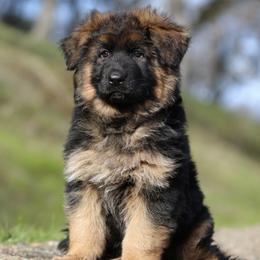 Winter v.d. Baren - Black German Shepherd puppy in El Dorado, California from von den Bären Shepherds