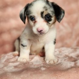 Duckie - Blue female Pembroke Welsh Corgi puppy in Orleans, Indiana from Workman Farms