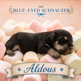 Aldous - Liver male Miniature Schnauzer puppy in Winter Haven, Florida from The Blue Eyed Schnauzer