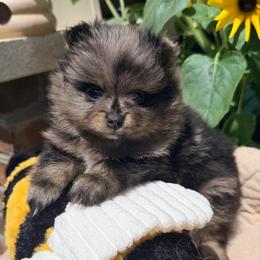 Jelly Bean - Blue merle male Pomeranian puppy in Clarksville, Tennessee from Bee Mine Maltipoos and Pomeranians