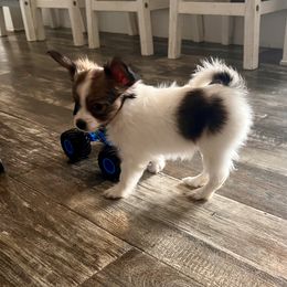 Girl 1 - White and sable female Papillon puppy in Carlsbad, New Mexico from Champagne Posh Papillons