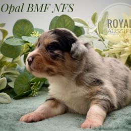 Opal - Blue merle female Australian Shepherd puppy in Petersburg, Indiana from Royal Aussie’s