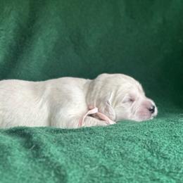 Girl pick 1 - Light golden female Golden Retriever puppy in Waterford, Pennsylvania from Living on Faiths Golden Retrievers