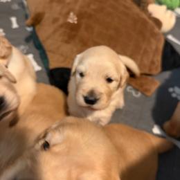 Green - Light golden female Golden Retriever puppy in Van Alstyne, Texas from Grace N Goldens