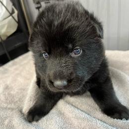 Girl 2-orange - Black female German Shepherd puppy in Sharon Grove, Kentucky from Julie’s Shepherds