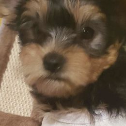 Yorkshire Terriers from Yorkies in Orange Park
