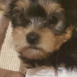Yorkshire Terriers from Yorkies in Orange Park