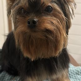 Yorkshire Terrier Puppies from Dreams Come True Yorkies