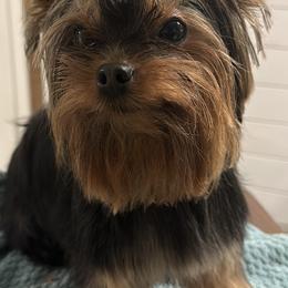 Yorkshire Terrier Puppies from Dreams Come True Yorkies