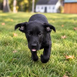 Blais - Black male Labrador Retriever puppy in Chichester, New Hampshire from Dawn's Labrador Retrievers