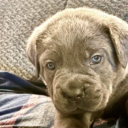 Emerald aka Fiona - Gray female Cane Corso puppy in Hillsborough, New Jersey from Central Jersey K9