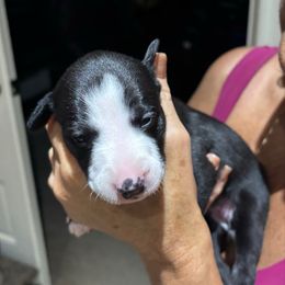 Luciana - Black female Whippet puppy in Katy, Texas from Texas Diamond Whippets