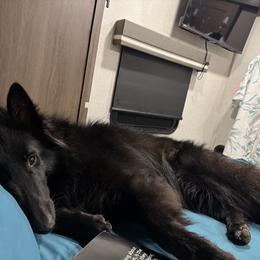 Belgian Sheepdog All Grown Up from John Busche