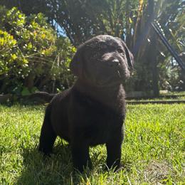 Green Black male 3 - Black male Labrador Retriever puppy in Menifee, California from The Golden Leash Kennels