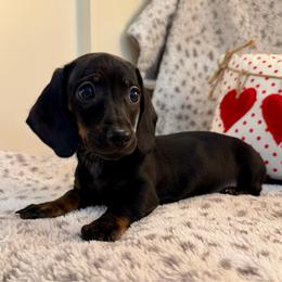 Cherry (2200) - Black and tan female Dachshund puppy in Hensley, Arkansas from The Dachshund Barn