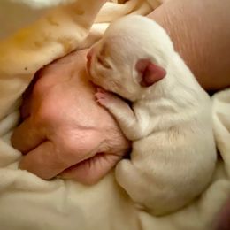 ""Vida"- current litter- available" French Bulldog Puppies from Du Bone Frenchies & Pet Services