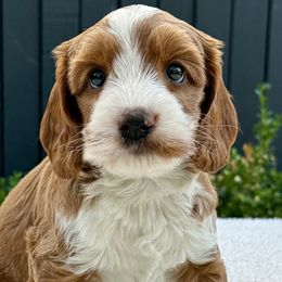 Rex - Cockapoo puppy from Darby Park Doodles
