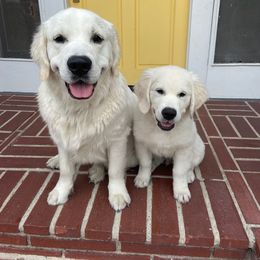 Cavapoo, Goldendoodle, and Golden Retriever Puppies from SoléLuna Golden Retrievers