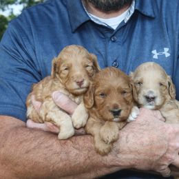 Goldendoodle Puppies from Taylor Town Doodles