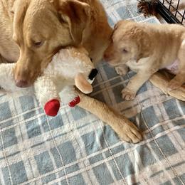 Chesapeake Bay Retriever Puppies from Bay Haven Chesapeakes