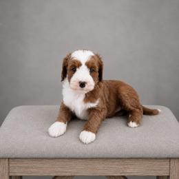 Kayce - Red  male Goldendoodle puppy in Floyd, Virginia from Hearts and Paws Poodles and Doodles