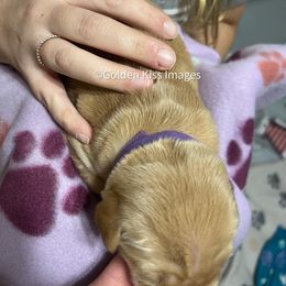 Golden Retriever Puppies from Golden Kiss Retrievers
