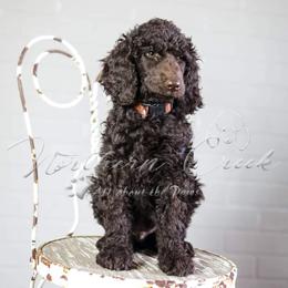 Poodle Puppies from Northern creek standard poodles